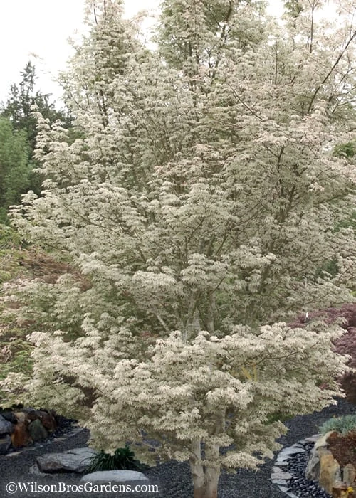 Ukigumo Floating Cloud Ghost Japanese Maple - 7 Gallon Pot Ukigumo Floating Cloud Ghost Japanese Maple - 7 Gallon Pot -Garden Plants shop Japanese Maple Okigumo 15