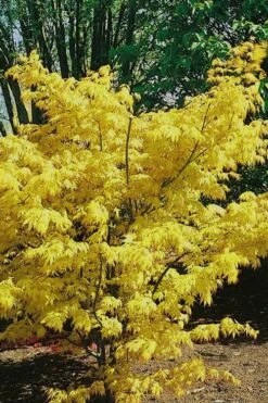 Orange Dream Japanese Maple - 2 Gallon Pot 3 Orange Dream Japanese Maple - 2 Gallon Pot -Garden Plants shop Japanese Maple Orange Dream 10