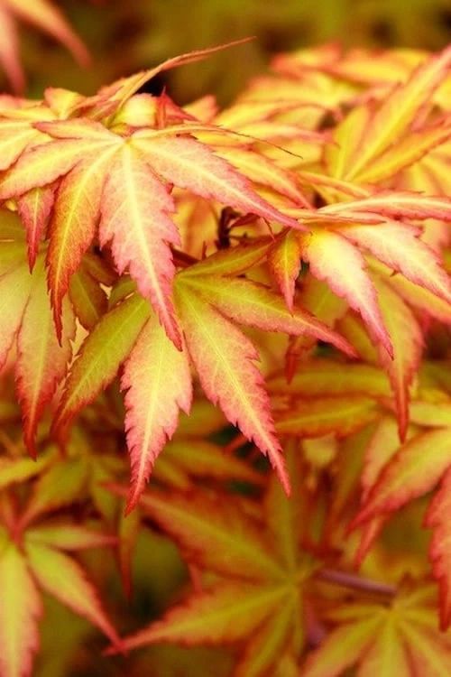 Orange Dream Japanese Maple - 2 Gallon Pot Orange Dream Japanese Maple - 2 Gallon Pot -Garden Plants shop Japanese Maple Orange Dream 500x750 1