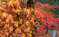 Orange Dream Japanese Maple - 2 Gallon Pot 5 Orange Dream Japanese Maple - 2 Gallon Pot -Garden Plants shop Japanese Maple Orange Dream Spring Fall