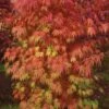 Orange Flame Japanese Maple - 1 Gallon Pot