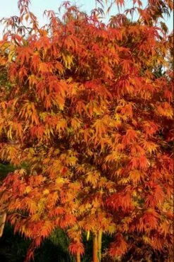 Orange Flame Japanese Maple - 1 Gallon Pot -Garden Plants shop Japanese Maple Orange Flame 12