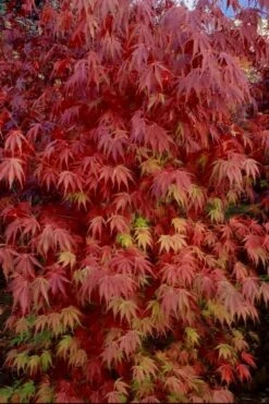 Orange Flame Japanese Maple - 1 Gallon Pot -Garden Plants shop Japanese Maple Orange Flame 13