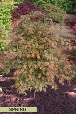 Orange Flame Japanese Maple - 1 Gallon Pot -Garden Plants shop Japanese Maple Orange Flame Spring Color