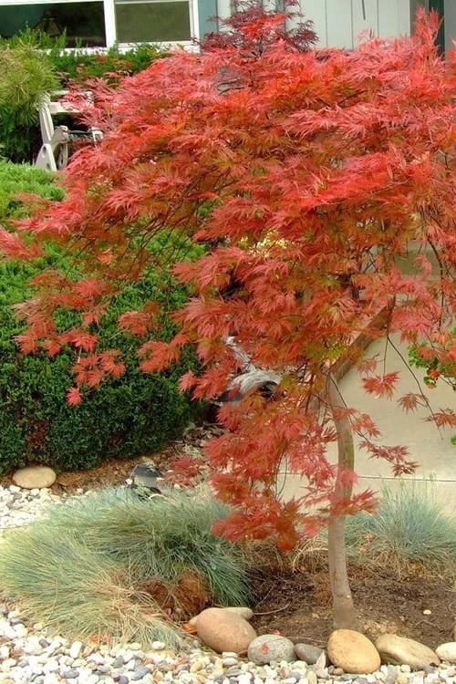 Orangeola Weeping Japanese Maple (High Graft Tree) - 3 Gallon Pot Orangeola Weeping Japanese Maple (High Graft Tree) - 3 Gallon Pot -Garden Plants shop Japanese Maple Orangeola 1