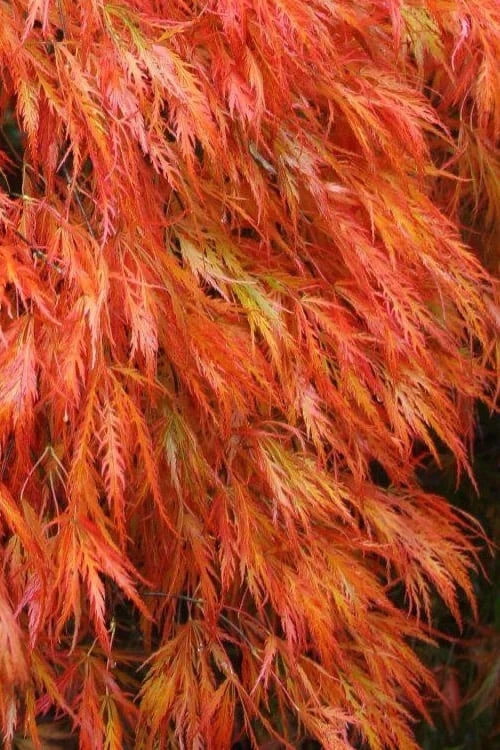 Orangeola Weeping Japanese Maple - 1 Gallon Pot Orangeola Weeping Japanese Maple - 1 Gallon Pot -Garden Plants shop Japanese Maple Orangeola 2 2
