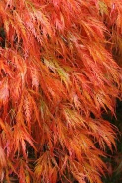 Orangeola Weeping Japanese Maple (High Graft Tree) - 3 Gallon Pot 3 Orangeola Weeping Japanese Maple (High Graft Tree) - 3 Gallon Pot -Garden Plants shop Japanese Maple Orangeola 2