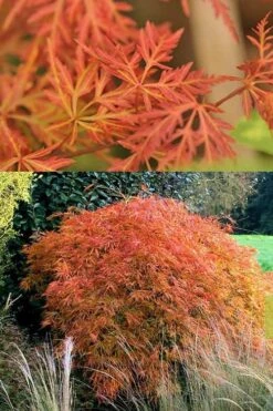 Orangeola Weeping Japanese Maple - 1 Gallon Pot 3 Orangeola Weeping Japanese Maple - 1 Gallon Pot -Garden Plants shop Japanese Maple Orangeola 3 2
