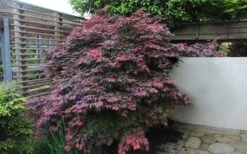 Oregon Sunset Japanese Maple (Acer Palmatum) - 3 Gallon Pot -Garden Plants shop Japanese Maple Oregon Sunset 1 1