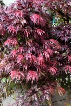 Oregon Sunset Japanese Maple (Acer Palmatum) - 3 Gallon Pot