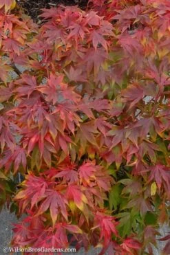 Oregon Sunset Japanese Maple (Acer Palmatum) - 3 Gallon Pot -Garden Plants shop Japanese Maple Oregon Sunset 9 1