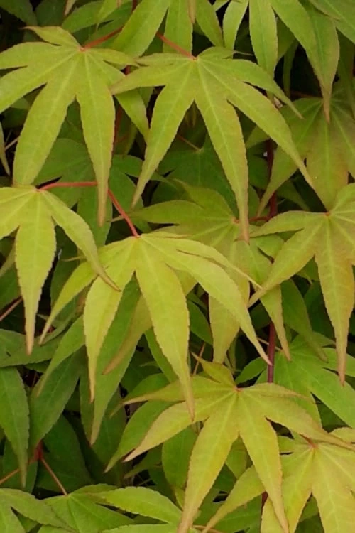 Osakazuki Japanese Maple - 2 Gallon Pot Osakazuki Japanese Maple - 2 Gallon Pot -Garden Plants shop Japanese Maple Osakazuki 5 2