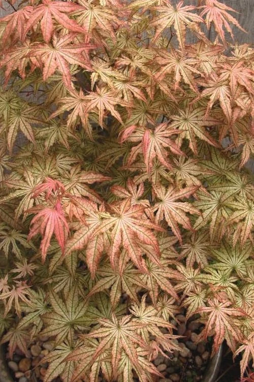 Peaches And Cream Japanese Maple - 5 Gallon Pot Peaches And Cream Japanese Maple - 5 Gallon Pot -Garden Plants shop Japanese Maple Peaches And Cream 8