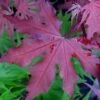Purple Ghost Japanese Maple - 3 Gallon Pot