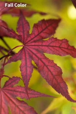 Purple Ghost Japanese Maple - 3 Gallon Pot -Garden Plants shop Japanese Maple Purple Ghost 3