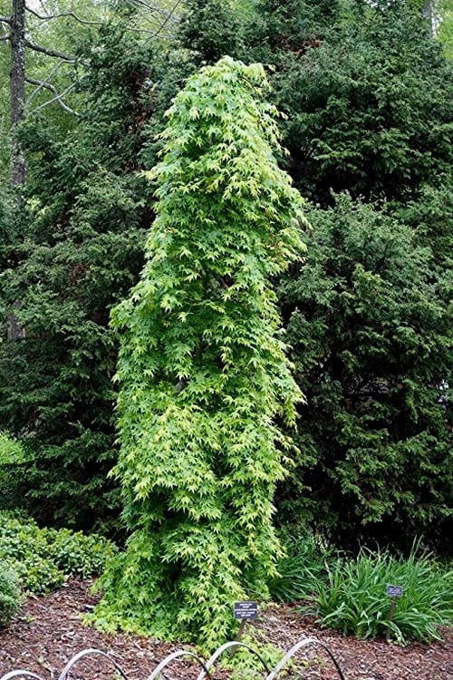 Ryusen Weeping Japanese Maple - 3 Gallon Pot Ryusen Weeping Japanese Maple - 3 Gallon Pot -Garden Plants shop Japanese Maple Ryusen 1 1