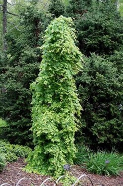 Ryusen Weeping Japanese Maple - 1 Gallon Pot -Garden Plants shop Japanese Maple Ryusen 1