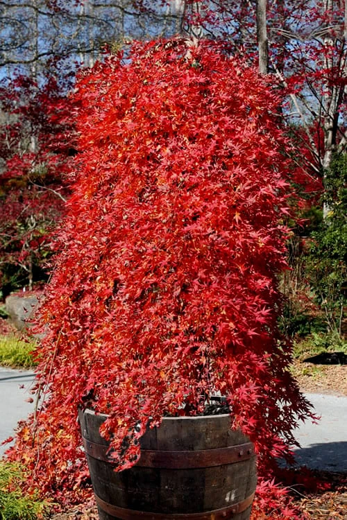 Ryusen Weeping Japanese Maple - 3 Gallon Pot Ryusen Weeping Japanese Maple - 3 Gallon Pot -Garden Plants shop Japanese Maple Ryusen 16 1