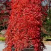 Ryusen Weeping Japanese Maple - 1 Gallon Pot