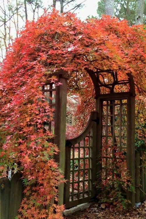 Ryusen Weeping Japanese Maple - 3 Gallon Pot Ryusen Weeping Japanese Maple - 3 Gallon Pot -Garden Plants shop Japanese Maple Ryusen 2 1