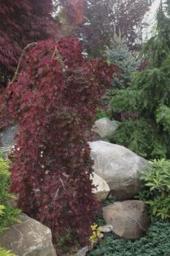 Ryusen Weeping Japanese Maple - 3 Gallon Pot 4 Ryusen Weeping Japanese Maple - 3 Gallon Pot -Garden Plants shop Japanese Maple Ryusen 5 1