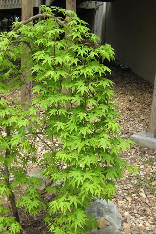 Ryusen Weeping Japanese Maple - 3 Gallon Pot Ryusen Weeping Japanese Maple - 3 Gallon Pot -Garden Plants shop Japanese Maple Ryusen 6 1