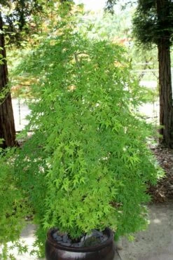 Ryusen Weeping Japanese Maple - 1 Gallon Pot -Garden Plants shop Japanese Maple Ryusen 8