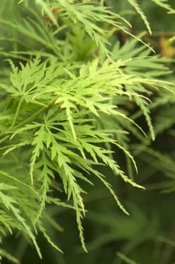 Seiryu Japanese Maple - 2 Gallon Pot 6 Seiryu Japanese Maple - 2 Gallon Pot -Garden Plants shop Japanese Maple Seiryu 22