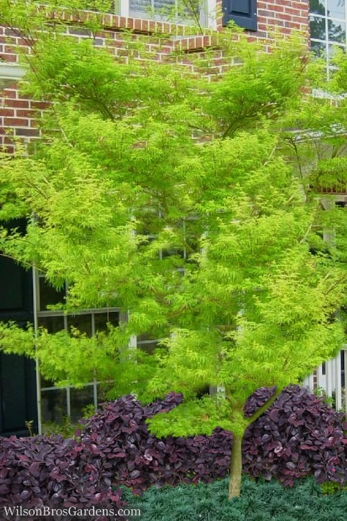 Seiryu Japanese Maple - 3 Gallon Pot Seiryu Japanese Maple - 3 Gallon Pot -Garden Plants shop Japanese Maple Seiryu 23 1