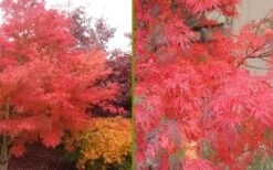 Seiryu Japanese Maple - 2 Gallon Pot 4 Seiryu Japanese Maple - 2 Gallon Pot -Garden Plants shop Japanese Maple Seiryu Fall Color