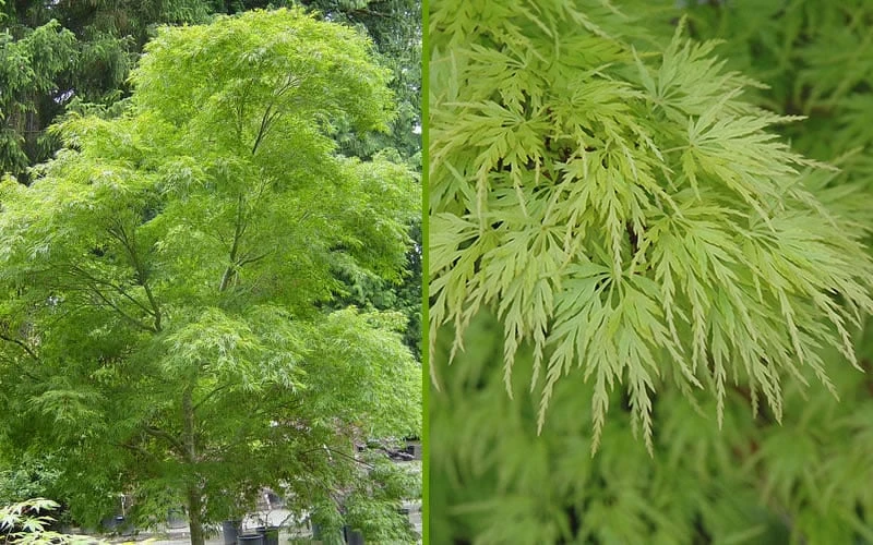 Seiryu Japanese Maple - 3 Gallon Pot Seiryu Japanese Maple - 3 Gallon Pot -Garden Plants shop Japanese Maple Seiryu Summer Color 1