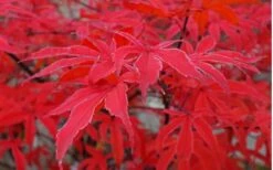 Shirazz Japanese Maple - 5 Gallon Pot (2-3') 6 Shirazz Japanese Maple - 5 Gallon Pot (2-3') -Garden Plants shop Japanese Maple Shirazz 10