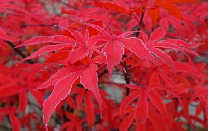 Shirazz Japanese Maple - 5 Gallon Pot (2-3') Shirazz Japanese Maple - 5 Gallon Pot (2-3') -Garden Plants shop Japanese Maple Shirazz 10