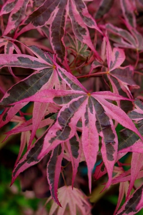 Shirazz Japanese Maple - 5 Gallon Pot (2-3') Shirazz Japanese Maple - 5 Gallon Pot (2-3') -Garden Plants shop Japanese Maple Shirazz 12