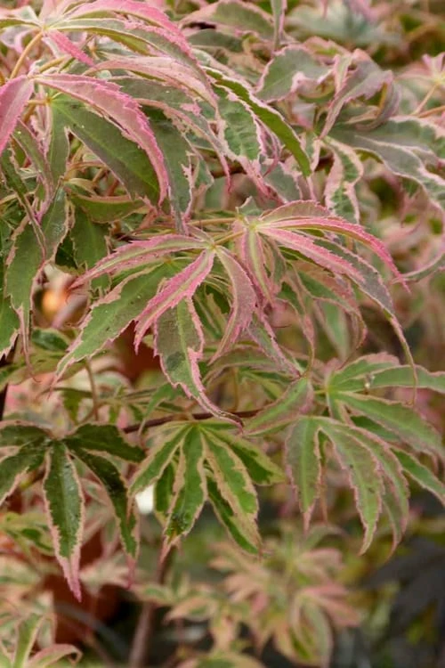 Shirazz Japanese Maple - 5 Gallon Pot (2-3') Shirazz Japanese Maple - 5 Gallon Pot (2-3') -Garden Plants shop Japanese Maple Shirazz 13
