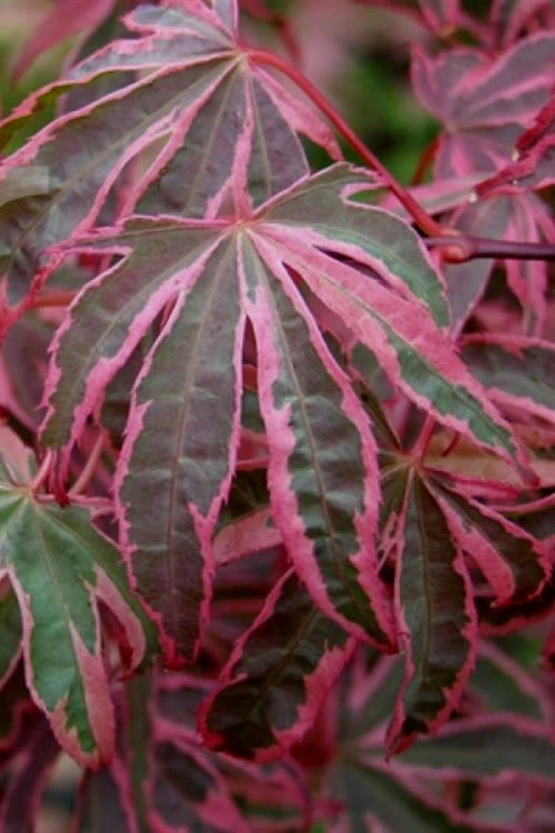 Shirazz Japanese Maple - 5 Gallon Pot (2-3') Shirazz Japanese Maple - 5 Gallon Pot (2-3') -Garden Plants shop Japanese Maple Shirazz 6