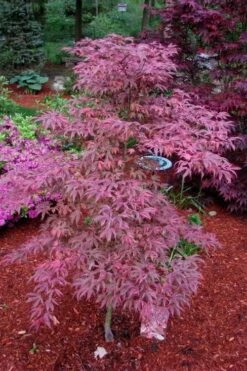 Shirazz Japanese Maple - 5 Gallon Pot (2-3') 3 Shirazz Japanese Maple - 5 Gallon Pot (2-3') -Garden Plants shop Japanese Maple Shirazz 7
