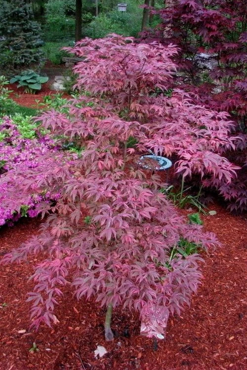 Shirazz Japanese Maple - 5 Gallon Pot (2-3') Shirazz Japanese Maple - 5 Gallon Pot (2-3') -Garden Plants shop Japanese Maple Shirazz 7