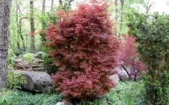 Skeeter's Broom Japanese Maple - 2 Gallon Pot -Garden Plants shop Japanese Maple Skeeters Broom 1