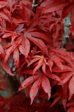 Skeeter's Broom Japanese Maple - 1 Gallon Pot -Garden Plants shop Japanese Maple Skeeters Broom 6