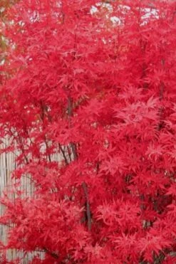 Skeeter's Broom Japanese Maple - 2 Gallon Pot -Garden Plants shop Japanese Maple Skeeters Broom 7 1