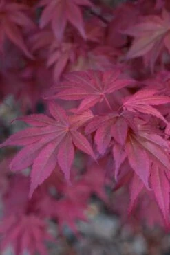 Skeeter's Broom Japanese Maple - 2 Gallon Pot -Garden Plants shop Japanese Maple Skeeters Broom 8 1
