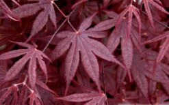 Bloodgood Red Leaf Japanese Maple - 1 Gallon Pot -Garden Plants shop Japanese Maple Spring Foliage
