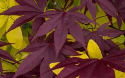 Bloodgood Red Leaf Japanese Maple - 1 Gallon Pot -Garden Plants shop Japanese Maple Summer Color