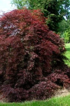 Tamukeyama Dwarf Red Japanese Maple (High Graft Tree Form)- 3 Gallon Pot -Garden Plants shop Japanese Maple Tamukeyama 10