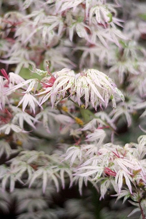 Ukigumo Floating Cloud Ghost Japanese Maple - 7 Gallon Pot Ukigumo Floating Cloud Ghost Japanese Maple - 7 Gallon Pot -Garden Plants shop Japanese Maple Ukigumo Floating Cloud 14