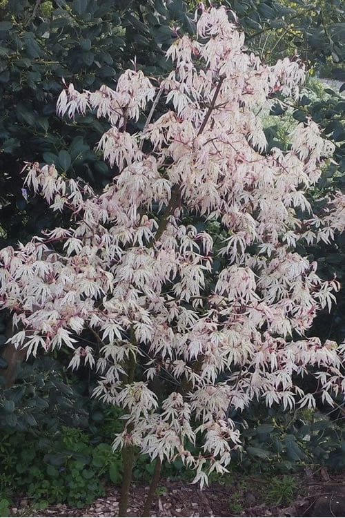 Ukigumo Floating Cloud Ghost Japanese Maple - 3 Gallon Pot (3-3.5') Ukigumo Floating Cloud Ghost Japanese Maple - 3 Gallon Pot (3-3.5') -Garden Plants shop Japanese Maple Ukigumo Floating Cloud 15 1