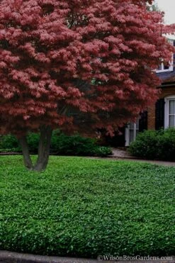 Asian Jasmine - Asiatic Jasmine - 6 Pack Of Pint Pots -Garden Plants shop Jasmine Asian 21