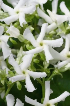 Confederate Jasmine Vine (Trachelospermum Jasminoides) - 6 Pack Of 1 Gallon Pots