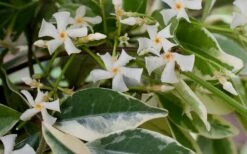 Variegated Confederate Jasmine - Trachelospermum Jasminoides - 6 Pack Of 1 Gallon Pots -Garden Plants shop Jasmine Confederate Variegated Flowers 1